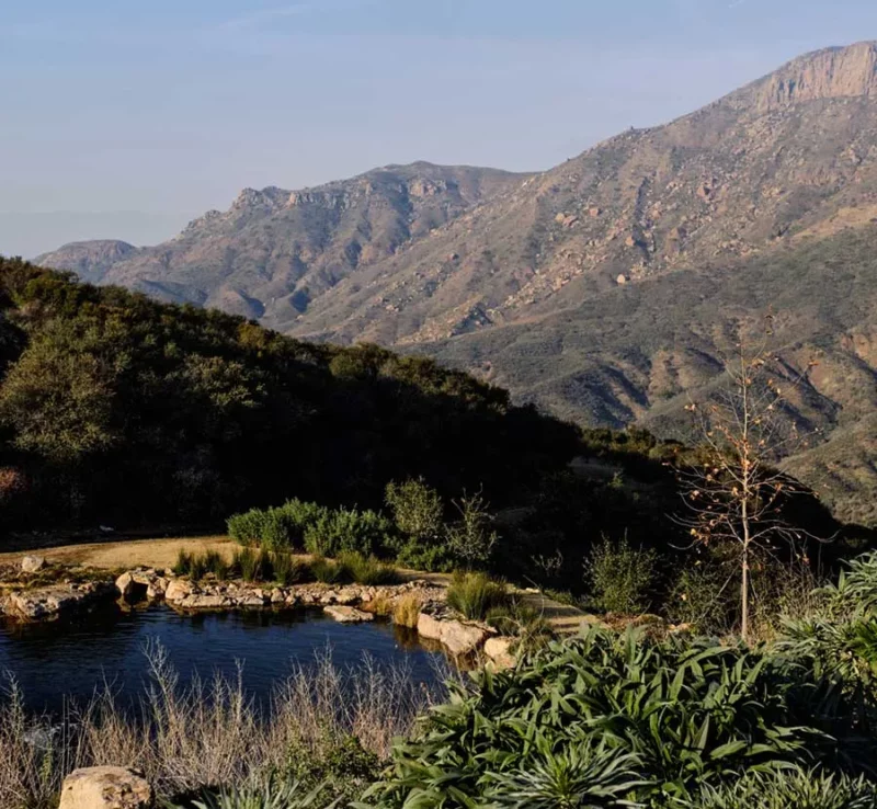 ReWild Medicine Retreat