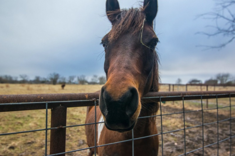 Texas Recovery Centers