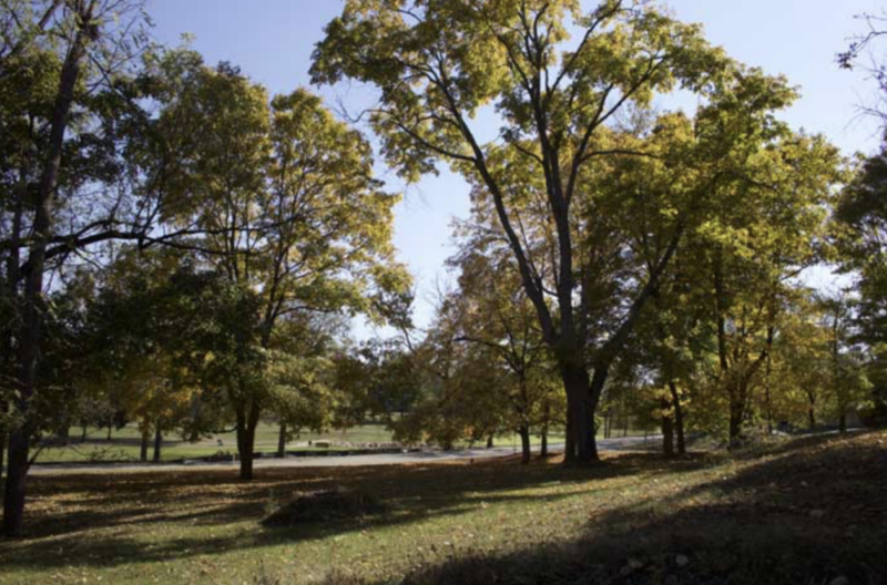 The Woods at Parkside