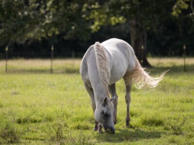 Whispering Oaks Lodge