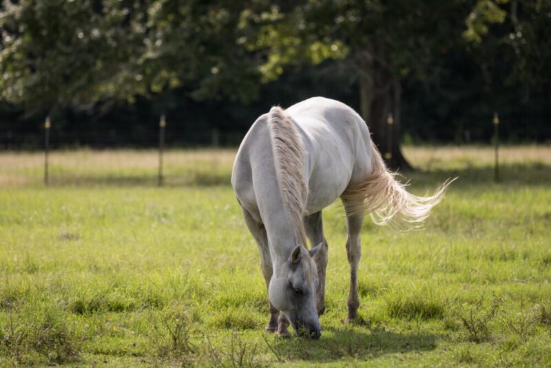 Whispering Oaks Lodge