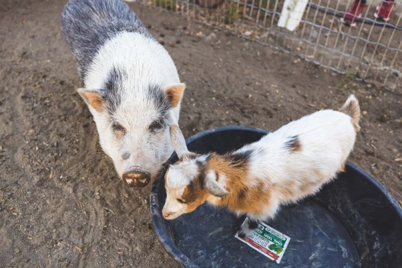 Ascend Healthcare-Canyons House