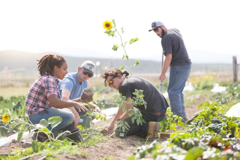 Dragonfly Transitions