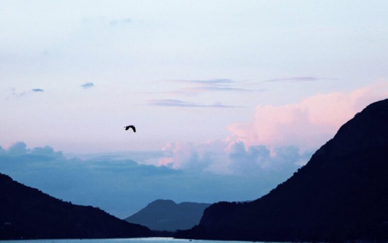 Freeman House Recovery