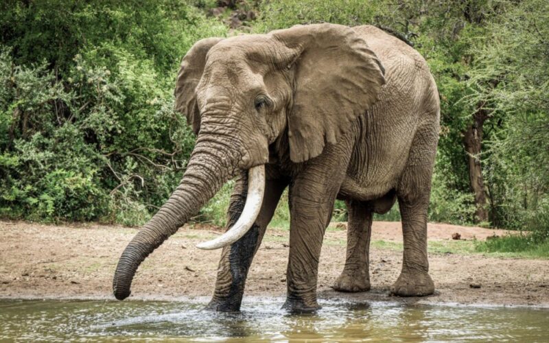 Freeman House Recovery