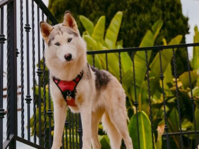 Hollywood Hills Recovery
